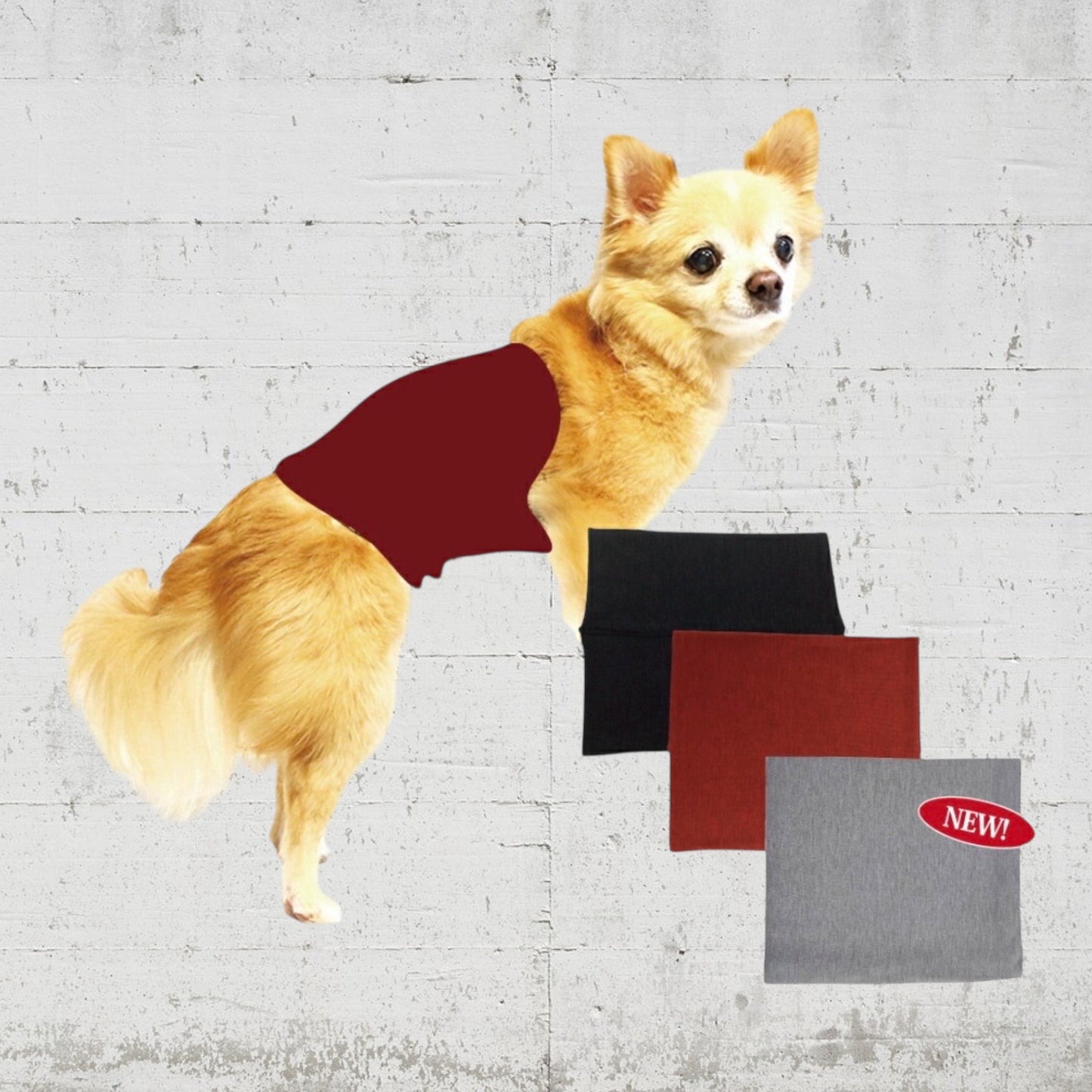 テラヘルツワン　ワンニャンテラバンド