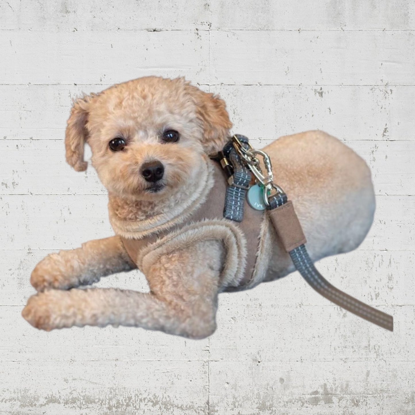 ＢＯＷＬ＆ＢＯＮＥ　もふもふハーネス