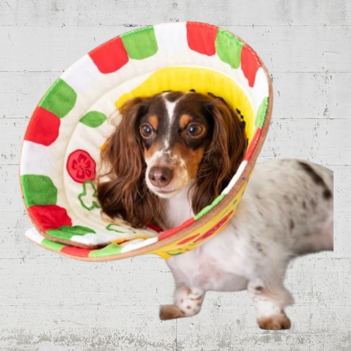 ピザ柄ペリーブカラー