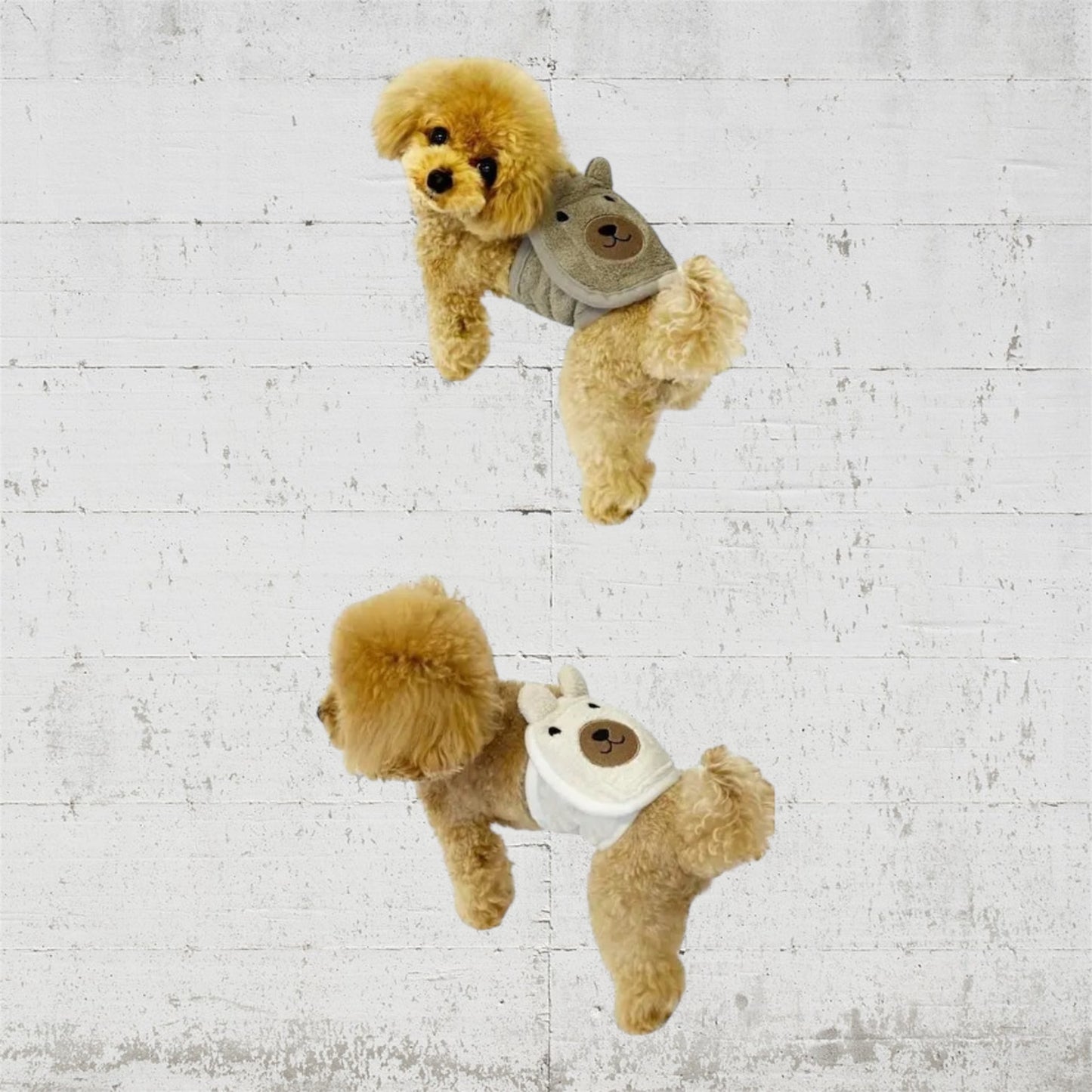 アニマルマナーベルトGODPIVA ✖️Kupla kupla