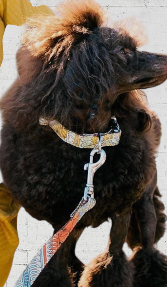 Ｂrott　サカレタ首輪